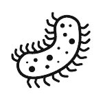 Viruses & Bacteria