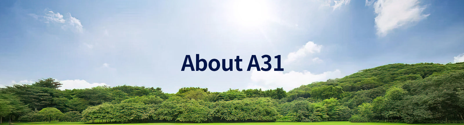 About A31